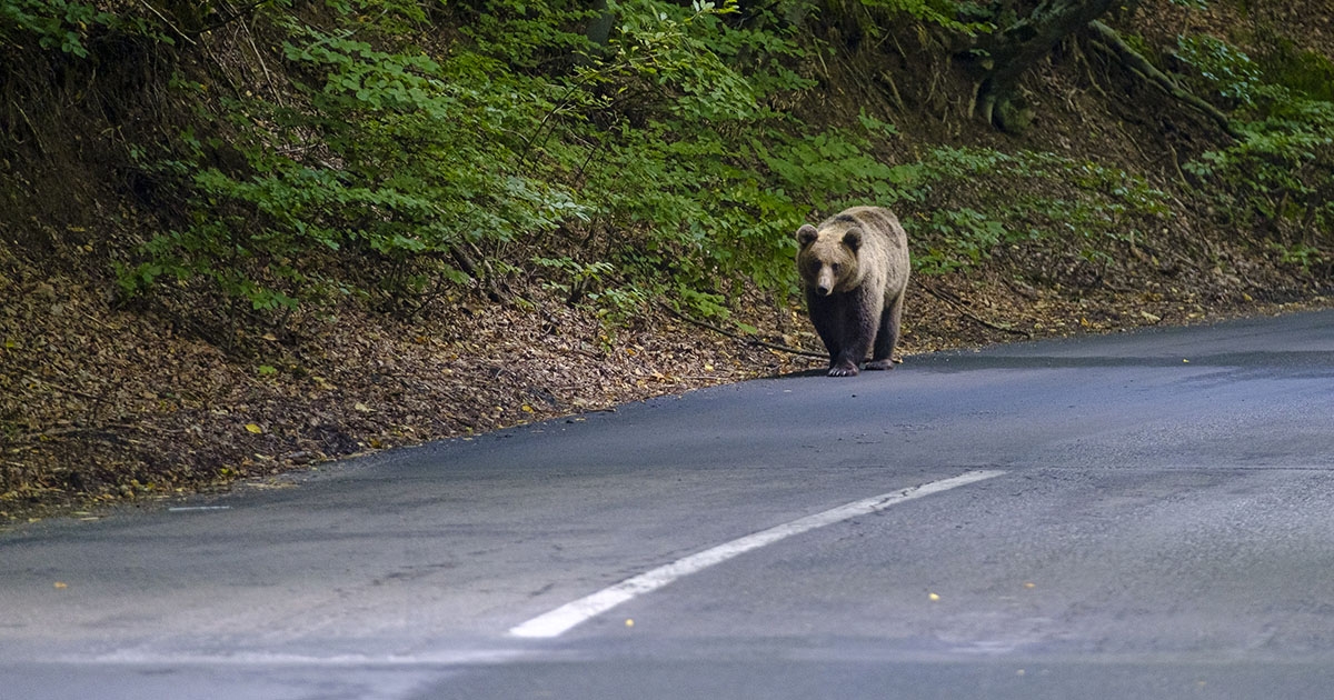 Kihirdette az államfő a medveállomány kezeléséről szóló törvényt